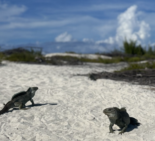 The boat arrived at Iguana Island, an island inhabited by iguanas neighboring the Providenciales which is the third biggest island of Turks and Caicos. 